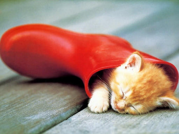 red boot, cute, kitty, bed, sleep HD wallpaper