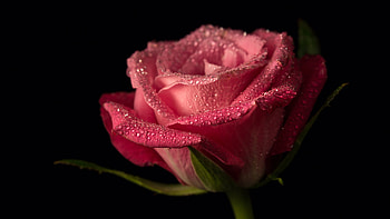 Pink Rose Flower Petals With Water Drops In Black Background Flowers HD wallpaper