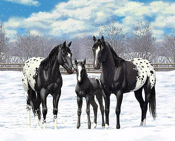 Appaloosa Horses, Animals, Winter, graphy, Horse, Appaloosa, Horses HD wallpaper