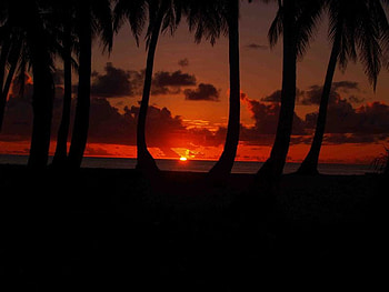 Purple Sunset, palms, sea, purple, exotic, sunset, evening HD wallpaper