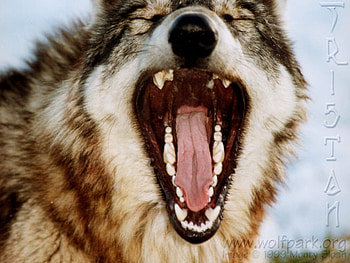 Tristan Yawning, wolves yawning, wolves teeth, wolves, animals, dogs, grey wolf, mouth HD wallpaper