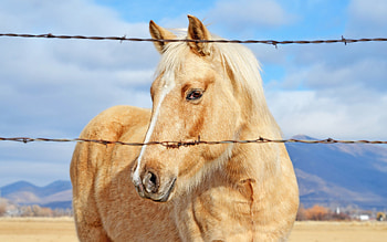 Golden Horse, animals, horse, golden HD wallpaper