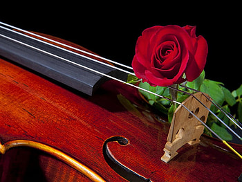 Music for the soul, rose, soul, music, pretty, red, beautiful, violin HD wallpaper