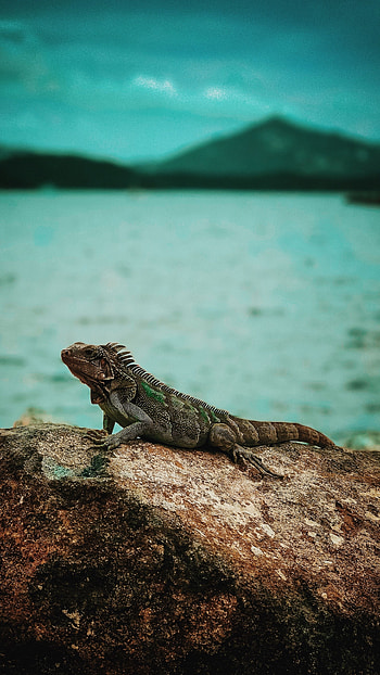 Iguana reptile stone, Wild animals graphy HD phone wallpaper