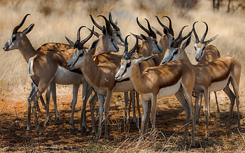 Animals, Nature, Africa, Antelope HD wallpaper