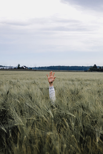 Nature, Grass, Hand, Field, Ears, Child, Spikes, Meadow HD phone wallpaper