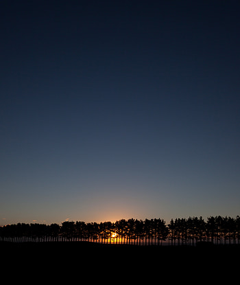 Nature, Trees, Sunset, Sky, Sun, Spruce, Fir HD phone wallpaper
