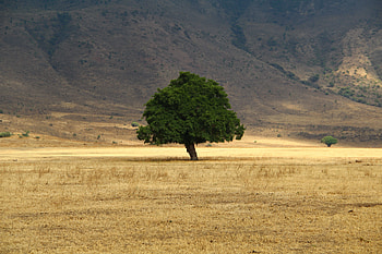Nature, Grass, Wood, Tree, Field HD wallpaper