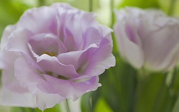 Plants, Flowers HD wallpaper