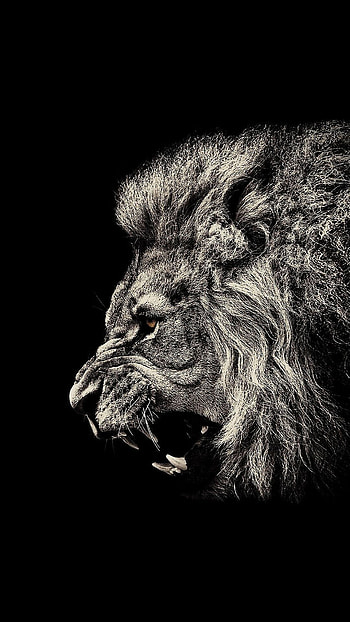 Amoled lion, Dark-themed , Rich colors, Striking visuals HD phone wallpaper