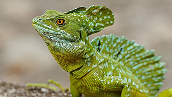 Animals, Basilisk, Lizard, Eye, Skin, Leather, Crest, Comb HD wallpaper