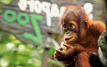 Baby orangutan, Animal , Adorable primate, Innocent eyes HD wallpaper