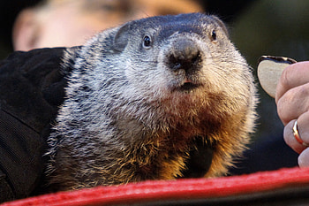 Groundhog Day 2021, Groundhog Day HD wallpaper