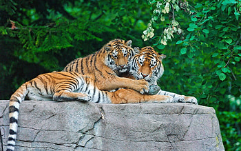 Animals, Grass, Leaves, Tigers, Predators, Rock, Couple, Pair, Stone HD wallpaper