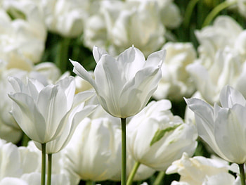 Plants, Flowers HD wallpaper
