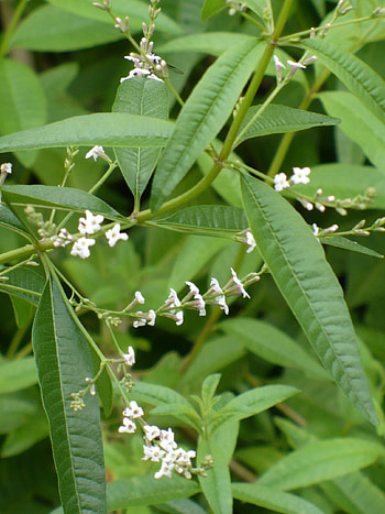 Lemon verbena cream, Demo garden blog, Refreshing scent, Skin care HD phone wallpaper