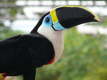 Toucan, Channel Billed Toucan, Animal HQ , resolution HD wallpaper