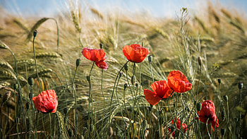 Field Poppies, fields, poppies, flowers, nature, closeup HD wallpaper