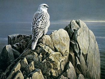 beauty, madar, bird HD wallpaper