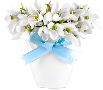 Snowdrops, delicate, white, flowers, spring, bow HD wallpaper