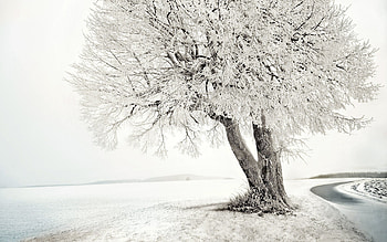 Snow, Winter, , Sky, Tree HD wallpaper