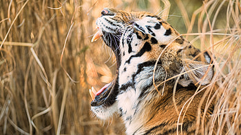 Tiger Open Mouth HD wallpaper