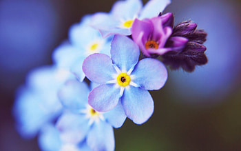 Flowers, Macro, Small HD wallpaper