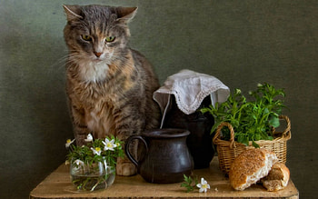 Still life, jars, plants, animals, cat HD wallpaper