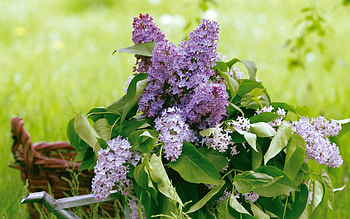 Flowers, Leaves, Lilac, Greens, Bouquet, Basket, Watering Can HD wallpaper