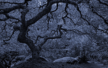 Mystery Tree, blue, nature, mystery, tree HD wallpaper