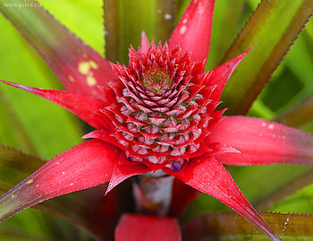 Bromeliad, pink, nature, flower HD wallpaper