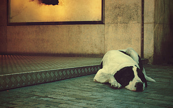 Animals, To Lie Down, Lie, Dog, Muzzle, Spotted, Spotty, Waiting, Expectation HD wallpaper