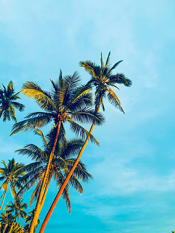 Nature, Trees, Sky, Palms, Shine, Light, Tropics HD phone wallpaper