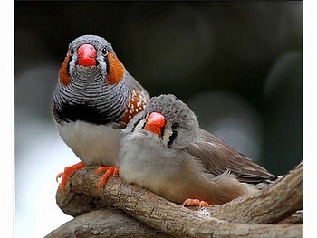 Cute Birds, cute, beautiful, birds HD wallpaper