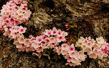 Cherry blossoms in spring, colors, garden, petals, tree HD wallpaper