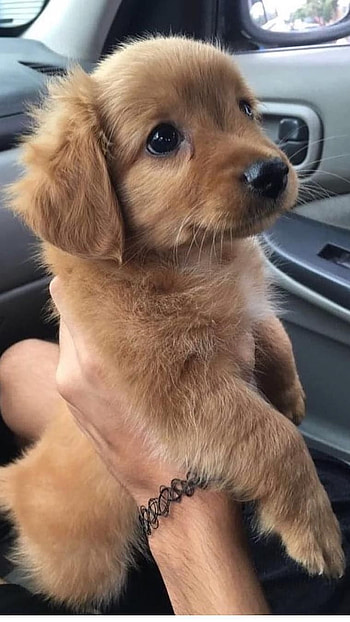 Cute Dog, Brown Dog HD phone wallpaper
