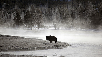 Buffalo portraits, High-definition bison , Stunning buffalo backgrounds, buffalo HD wallpaper