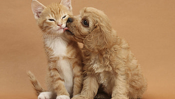 Animals, Cats, Dogs HD wallpaper