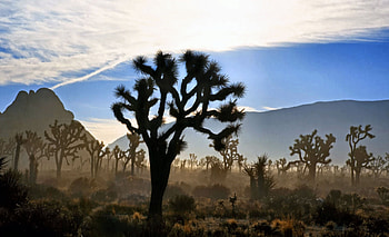 Sunset at Joshua Tree, graphy, landscape, USA, beautiful, National Park, scenery, wide screen, Joshua Tree, nature, , Utah, California HD wallpaper