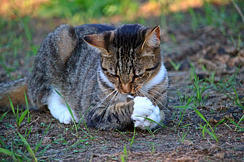 Animals, Grass, Cat, Playful HD wallpaper