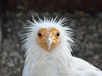 Animals, Bird, Cool, Disheveled, Ruffled HD wallpaper