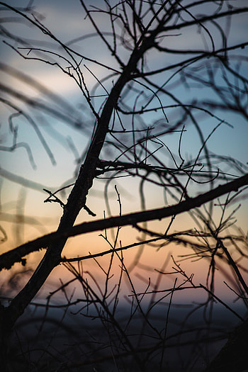 Nature, Twilight, Dark, Branches, Dusk HD phone wallpaper
