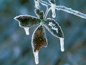 Blackberry Leaves Coated In Ice !!!, winter, leaves, snow, nature, coated, ice HD wallpaper