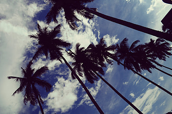 Nature, Trees, Sky, Clouds, Palms, Tropics HD wallpaper