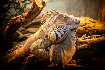 Animals, Lizard, Reptile, Big HD wallpaper