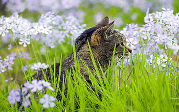 Animals, Cats HD wallpaper