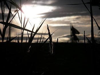 Plants, Landscape, Sunset, Grass HD wallpaper