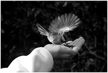 hope, feeding, white, black, bird, animals, hand HD wallpaper
