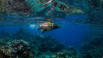 Snorkeling, Great Barrier Reef, Cairns, Reef Encounter HD wallpaper