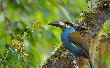 Toucan, bird, flower, tree HD wallpaper